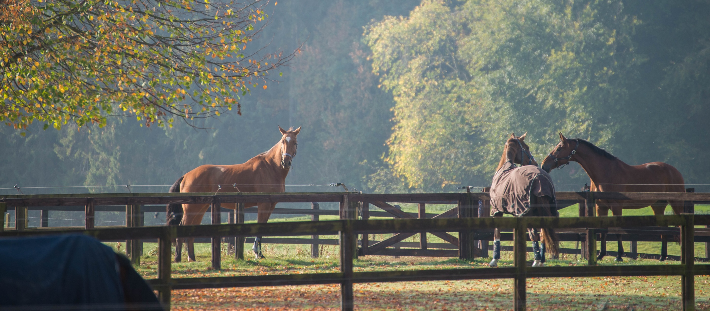 Chevaux aux prairies du Royal Country Club